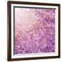 Beautiful Tender Cherry Tree Blossom in Morning Purple Sun Light-Anna Omelchenko-Framed Photographic Print