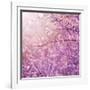 Beautiful Tender Cherry Tree Blossom in Morning Purple Sun Light-Anna Omelchenko-Framed Photographic Print