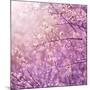 Beautiful Tender Cherry Tree Blossom in Morning Purple Sun Light-Anna Omelchenko-Mounted Photographic Print