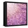 Beautiful Tender Cherry Tree Blossom in Morning Purple Sun Light-Anna Omelchenko-Framed Stretched Canvas