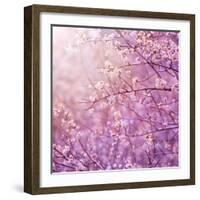 Beautiful Tender Cherry Tree Blossom in Morning Purple Sun Light-Anna Omelchenko-Framed Art Print