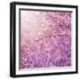 Beautiful Tender Cherry Tree Blossom in Morning Purple Sun Light-Anna Omelchenko-Framed Art Print