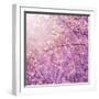 Beautiful Tender Cherry Tree Blossom in Morning Purple Sun Light-Anna Omelchenko-Framed Art Print