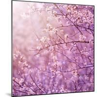 Beautiful Tender Cherry Tree Blossom in Morning Purple Sun Light-Anna Omelchenko-Mounted Art Print