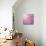 Beautiful Tender Cherry Tree Blossom in Morning Purple Sun Light-Anna Omelchenko-Mounted Art Print displayed on a wall