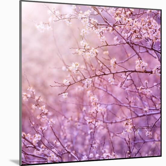 Beautiful Tender Cherry Tree Blossom in Morning Purple Sun Light-Anna Omelchenko-Mounted Art Print