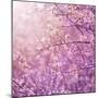 Beautiful Tender Cherry Tree Blossom in Morning Purple Sun Light-Anna Omelchenko-Mounted Art Print