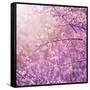 Beautiful Tender Cherry Tree Blossom in Morning Purple Sun Light-Anna Omelchenko-Framed Stretched Canvas