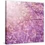 Beautiful Tender Cherry Tree Blossom in Morning Purple Sun Light-Anna Omelchenko-Stretched Canvas