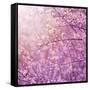 Beautiful Tender Cherry Tree Blossom in Morning Purple Sun Light-Anna Omelchenko-Framed Stretched Canvas