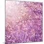 Beautiful Tender Cherry Tree Blossom in Morning Purple Sun Light-Anna Omelchenko-Mounted Art Print