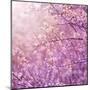 Beautiful Tender Cherry Tree Blossom in Morning Purple Sun Light-Anna Omelchenko-Mounted Art Print