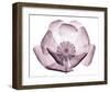 Beautiful Translucent Lavender Poppy-null-Framed Art Print