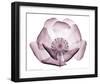 Beautiful Translucent Lavender Poppy-null-Framed Art Print