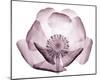 Beautiful Translucent Lavender Poppy-null-Mounted Art Print