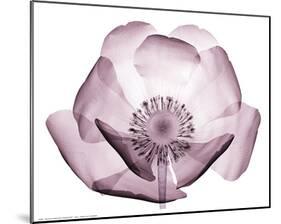 Beautiful Translucent Lavender Poppy-null-Mounted Art Print