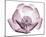 Beautiful Translucent Lavender Poppy-null-Mounted Art Print