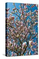 Beautiful Tulip Blossom Trees in Bloom-Peter Wollinga-Stretched Canvas