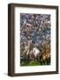 Beautiful Tulip Blossom Trees in Bloom-Peter Wollinga-Framed Photographic Print