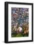 Beautiful Tulip Blossom Trees in Bloom-Peter Wollinga-Framed Photographic Print