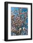 Beautiful Tulip Blossom Trees in Bloom-Peter Wollinga-Framed Photographic Print