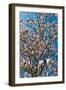 Beautiful Tulip Blossom Trees in Bloom-Peter Wollinga-Framed Photographic Print