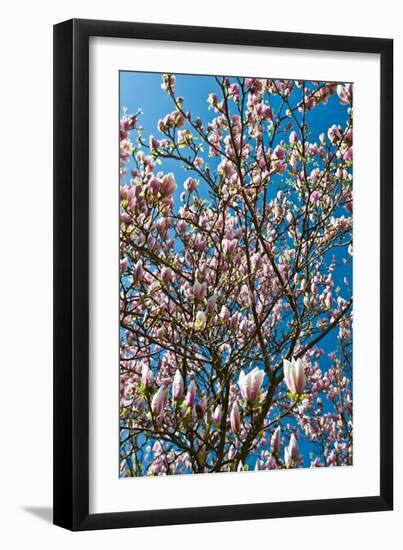 Beautiful Tulip Blossom Trees in Bloom-Peter Wollinga-Framed Photographic Print