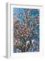 Beautiful Tulip Blossom Trees in Bloom-Peter Wollinga-Framed Photographic Print