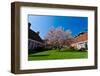 Beautiful Tulip Blossom Trees in Bloom-Peter Wollinga-Framed Photographic Print