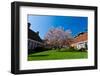 Beautiful Tulip Blossom Trees in Bloom-Peter Wollinga-Framed Photographic Print