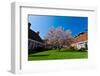 Beautiful Tulip Blossom Trees in Bloom-Peter Wollinga-Framed Photographic Print