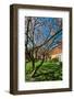 Beautiful Tulip Blossom Trees in Bloom-Peter Wollinga-Framed Photographic Print