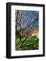 Beautiful Tulip Blossom Trees in Bloom-Peter Wollinga-Framed Photographic Print