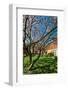 Beautiful Tulip Blossom Trees in Bloom-Peter Wollinga-Framed Photographic Print