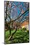 Beautiful Tulip Blossom Trees in Bloom-Peter Wollinga-Mounted Photographic Print