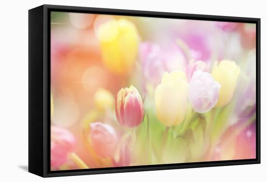 Beautiful Tulips Made with Color Filters-Timofeeva Maria-Framed Stretched Canvas
