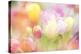 Beautiful Tulips Made with Color Filters-Timofeeva Maria-Stretched Canvas