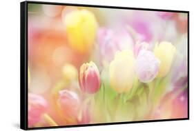 Beautiful Tulips Made with Color Filters-Timofeeva Maria-Framed Stretched Canvas