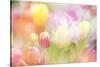 Beautiful Tulips Made with Color Filters-Timofeeva Maria-Stretched Canvas