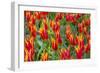 Beautiful tulips, Netherlands.-Tom Norring-Framed Photographic Print