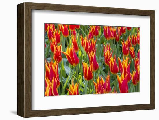 Beautiful tulips, Netherlands.-Tom Norring-Framed Photographic Print