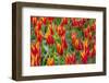 Beautiful tulips, Netherlands.-Tom Norring-Framed Photographic Print