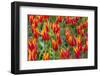 Beautiful tulips, Netherlands.-Tom Norring-Framed Photographic Print