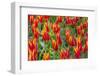 Beautiful tulips, Netherlands.-Tom Norring-Framed Photographic Print