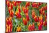 Beautiful tulips, Netherlands.-Tom Norring-Mounted Photographic Print