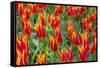 Beautiful tulips, Netherlands.-Tom Norring-Framed Stretched Canvas