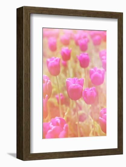 Beautiful Tulips-melking-Framed Photographic Print