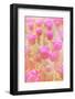 Beautiful Tulips-melking-Framed Photographic Print