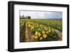 Beautiful Tulips-kruwt-Framed Photographic Print