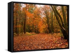 Beautiful Vibrant Autumn Fall Forest Scene in English Countryside Landscape-Veneratio-Framed Stretched Canvas